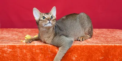 Абиссинская кошка. Полное описание породы