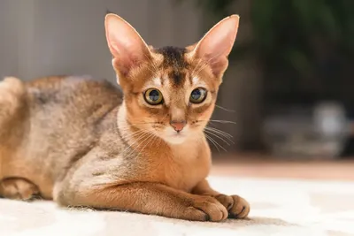 Продажа котенка абиссинской кошки в Санкт-Петербурге возрастом 2.5 месяца  за 55000 руб. - Питомники кошек