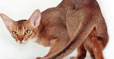 Абиссинская кошка (Породы кошек) Энциклопедия о животных EGIDA.BY
