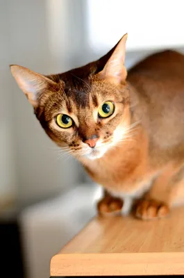 Абиссинская кошка: фото, характер и поведение | WHISKAS®
