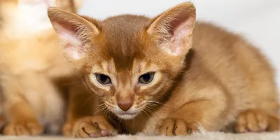 Абиссинская кошка — сколько стоит, как появились большие ушки и все об их  характере — «Вечерний Владивосток»