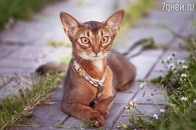 ZOO Рай - Характер: Абиссинская кошка отличается интеллектуальным и живым  темпераментом. Их отличительной чертой является любопытство. Они легко  обучаются и быстро усваивают правила поведения в доме. Абиссинские кошки  обычно очень ориентированы на