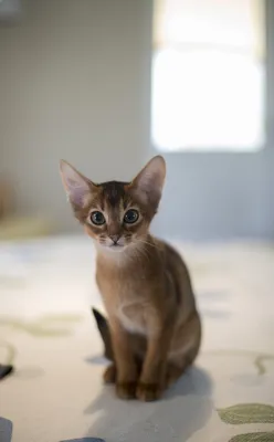 Абиссинская кошка: описание породы, характер, фото и стоимость котят
