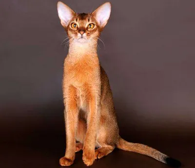 Абиссинская кошка - «Кому подходит абиссинская кошка?» | отзывы
