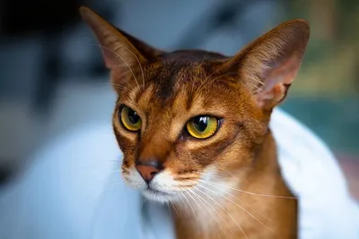 Продажа котенка абиссинской кошки в Санкт-Петербурге возрастом 2.5 месяца  за 55000 руб. - Питомники кошек