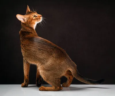 Абиссинская кошка — ГБУ Уфимская городская ветеринарная станция РБ