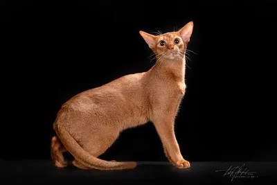 Окрасы абиссинских кошек: разновидности, определение, выбор