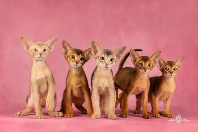 Как назвать абиссинскую кошку и кота: самые красивые клички - Mimer.ru