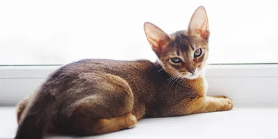 Абиссинская кошка - описание, характер и содержание породы в домашних  условиях