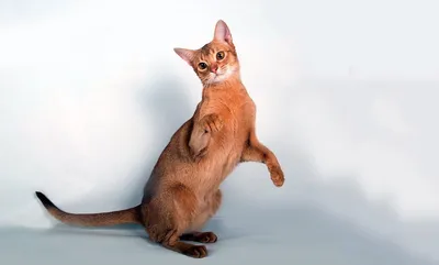 Абиссинская кошка характеристика породы