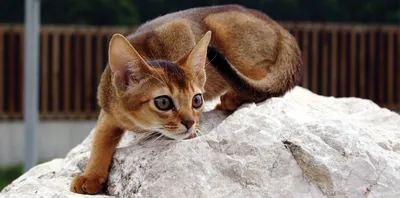 Murkel - Абиссинская порода кошек