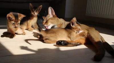 Абиссинская кошка окрасы: дикий, голубой, фавн, соррель и другие, фото