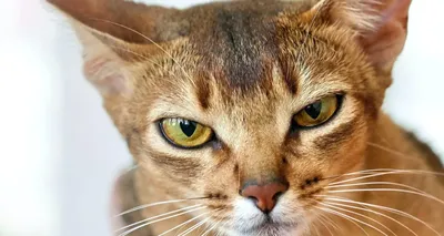 Кошка, которая заглядывает в душу. 8 интересных фактов об абиссинской породе