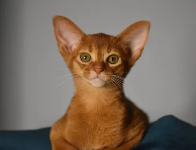 emmanuelle – Питомник абиссинских кошек