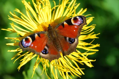 Бабочка Павлиний глаз | Первый цветочный | Кострома