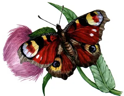 Павлиний глаз: особенности бабочки-нимфолиды. | EntoBlog 🐜 | Дзен