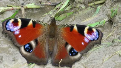 Бабочка павлиний глаз арт - 41 фото