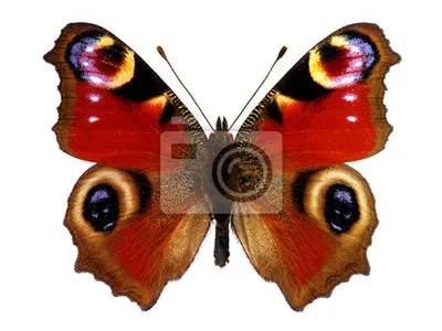 Дневной павлиний глаз. Inachis io LINNAEUS, 1758. Нимфалиды Nymphalidae  [1979 Моуха Й. - Бабочки]