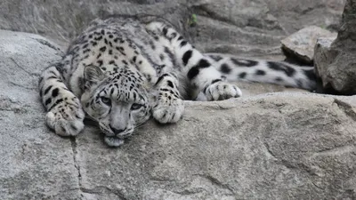 Старая самка снежного барса, доставленная в зоопарк Алматы, умерла -  14.12.2022, Sputnik Казахстан