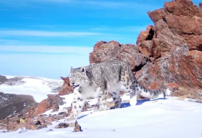 Ирбис, или снежный барс, или снежный леопард. Stock Photo | Adobe Stock