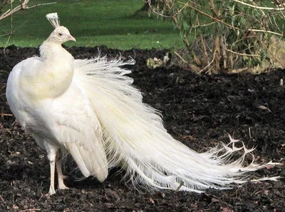 Белый павлин - райская птица | По секрету - всему свету | Дзен