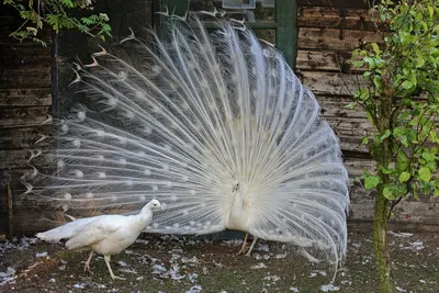 Белый павлин в Вальдштейнском саду | Пикабу
