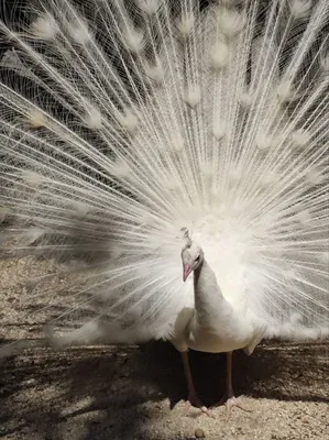 Красивые перья белого павлина | Премиум Фото