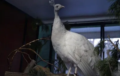 Ажурный хвост белого павлина притягивает взгляды посетителей абаканского  зоопарка
