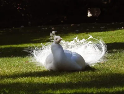 Видео: Можно бесконечно наблюдать за тем, как белый павлин распускает свой  хвост