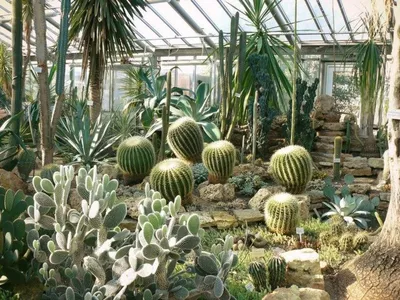 Ботанический сад — Википедия