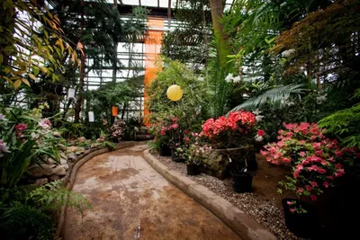Весна близко: в оранжерее Ботанического сада зацветают тропические растения