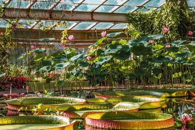 Что посмотреть в Ботаническом саду? | Апарт-отель «Ханой-Москва»