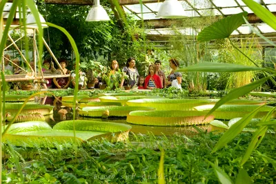 Ботанический сад в Москве — подробное описание, адрес и фото