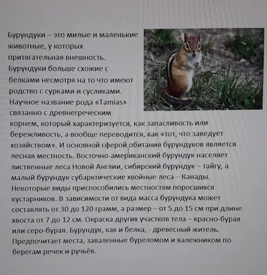 Бурундук позарился на птичью кормушку и попал в очень неприятное положение  – смешное видео - 16.11.2021, Sputnik Грузия