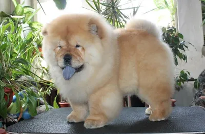 Чау-чау - описание породы собак: характер, особенности поведения, размер,  отзывы и фото - Питомцы Mail.ru