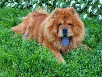 Chow Chow dog stock image. Image of brown, livestock - 45942405