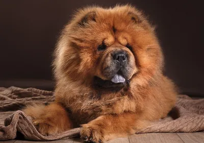 Chow Chow Breed Guide | Petbarn