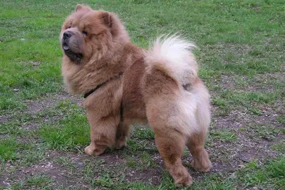 Chow Chow Dog Breed - Facts and Personality Traits | Hill's Pet