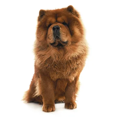 Chow Chow Pictures - AZ Animals