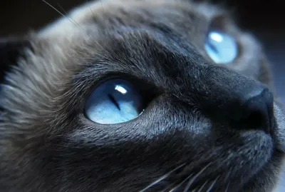 Картинки черных кошек с голубыми глазами обои