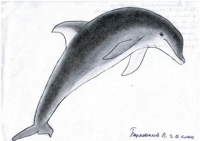 Дельфин для срисовки животных (29 шт)
