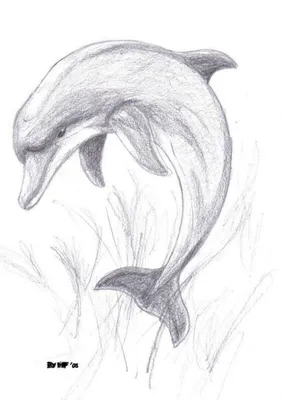 Рисунки карандашом для детей дельфины (34 фото) 🔥 Прикольные картинки и  юмор