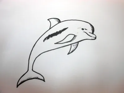 Рисунки дельфинов для срисовки (86 фото)
