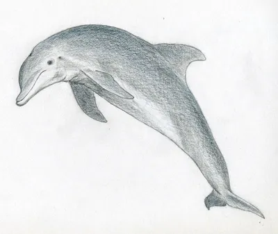 Рисунки дельфина для срисовки - Картинки для срисовки