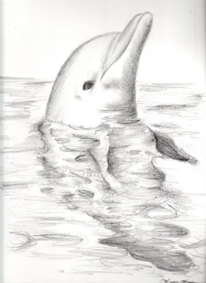 реалистичный рисунок дельфина Иллюстрация вектора - иллюстрации  насчитывающей морск, мило: 228475538