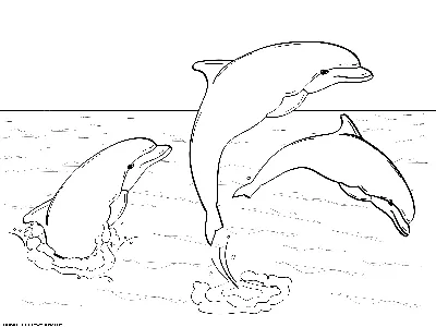 4 Дельфинов. Изображение цветов мультфильма рисунка вектора. Иллюстрация  вектора - иллюстрации насчитывающей мило, изображение: 190065516