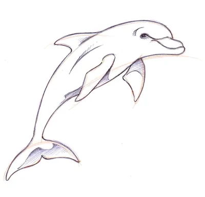 Рисунок карандашом дельфин - 64 фото