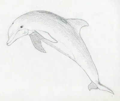 Рисунок контурный дельфин - 57 фото