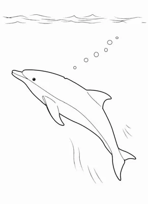 Рисунок дельфина карандашом для срисовки - 72 фото
