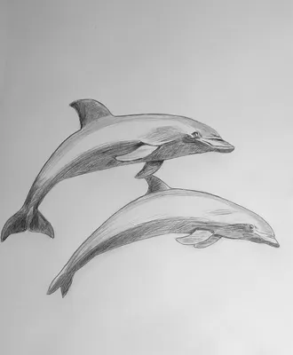 Раскраски дельфинов для детей черно-белые | Премиум векторы